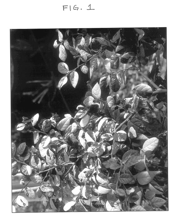 Figure 1 of US plant patent PP13693, the photograph of Mosaic printed in the patent.