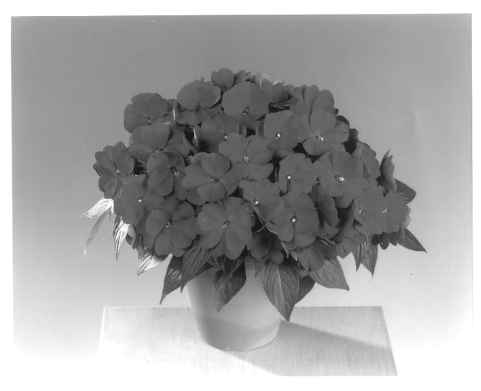 Figure 1 of US plant patent PP13694, the photograph of Fisimp 284 printed in the patent.
