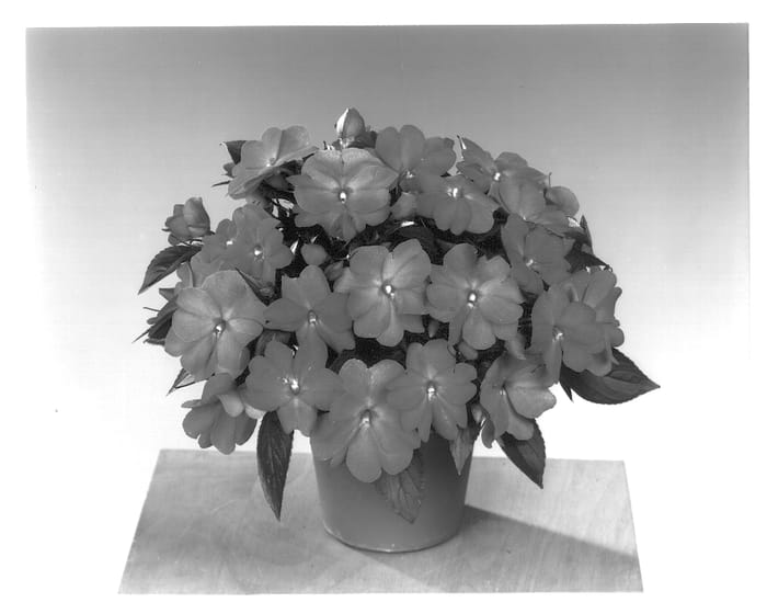 Figure 1 of US plant patent PP13695, the photograph of Fisimp 113 printed in the patent.