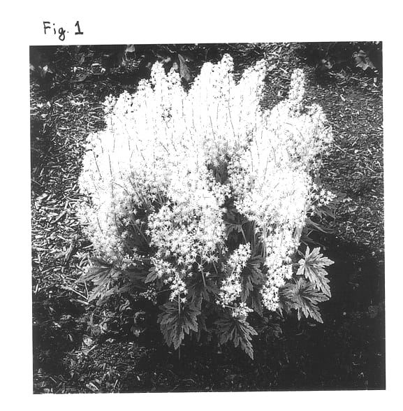 Figure 1 of US plant patent PP13696, the photograph of Seafoam printed in the patent.