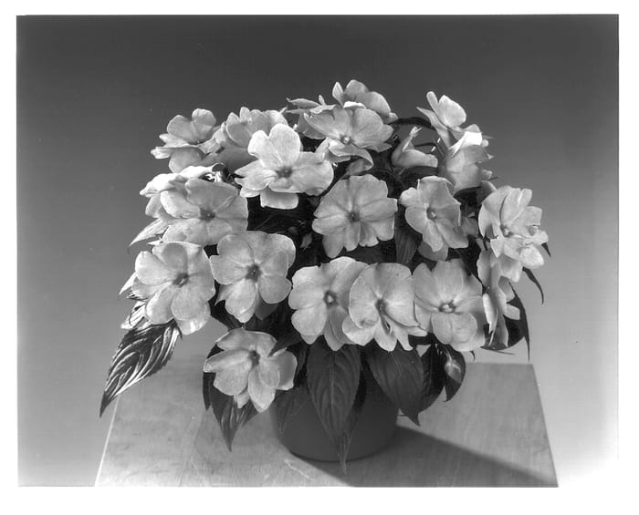 Figure 1 of US plant patent PP13697, the photograph of Fisimp 110 printed in the patent.