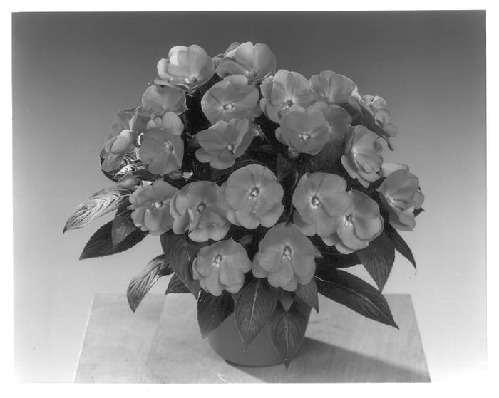 Figure 1 of US plant patent PP13698, the photograph of Fisimp 114 printed in the patent.