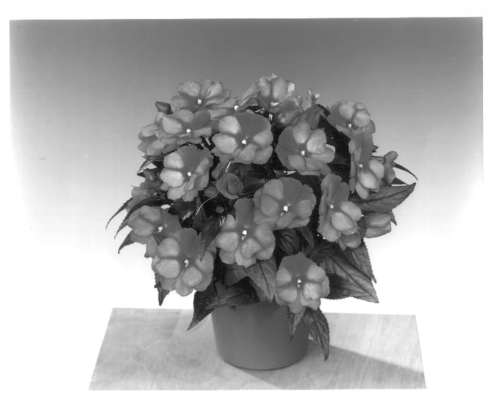 Figure 1 of US plant patent PP13699, the photograph of Fisimp 172 printed in the patent.