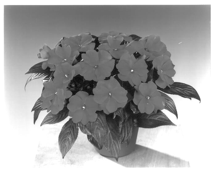 Figure 1 of US plant patent PP13700, the photograph of Fisimp 102 printed in the patent.