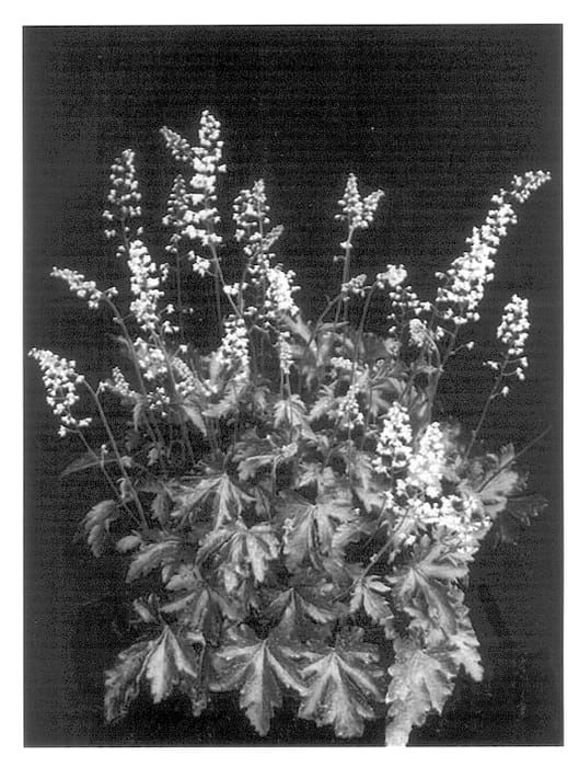 Figure 1 of US plant patent PP13701, the photograph of Chocolate Lace printed in the patent.