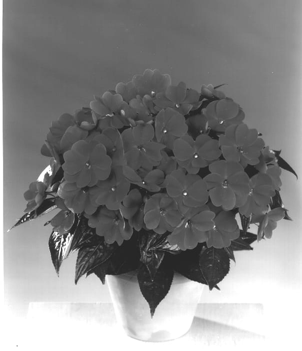 Figure 1 of US plant patent PP13702, the photograph of Fisimp 551 printed in the patent.