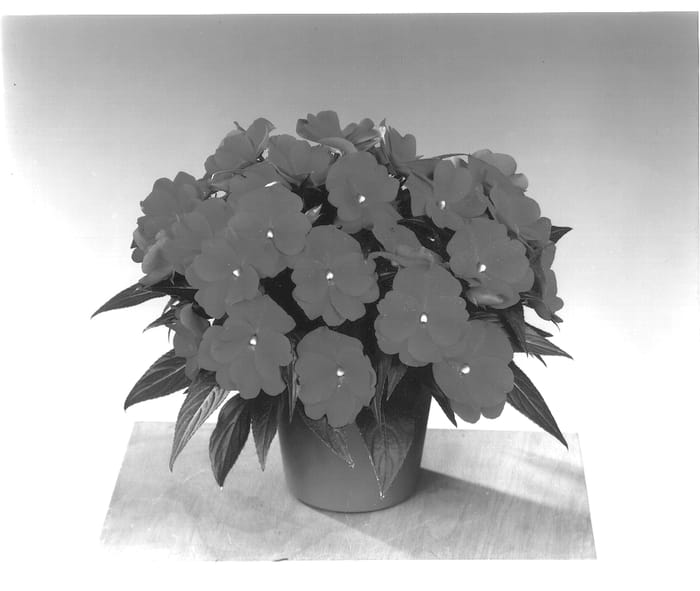 Figure 1 of US plant patent PP13703, the photograph of Fisimp 171 printed in the patent.