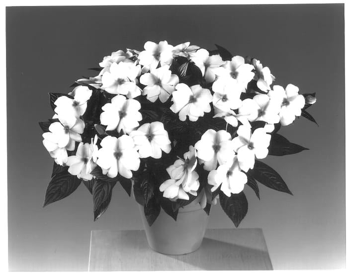 Figure 1 of US plant patent PP13704, the photograph of Fisimp 413 printed in the patent.