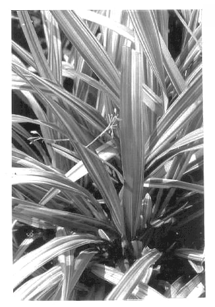 Figure 1 of US plant patent PP13705, the photograph of SOUGOLD printed in the patent.