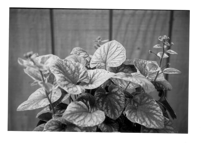 Figure 1 of US plant patent PP13706, the photograph of Silver Wings printed in the patent.