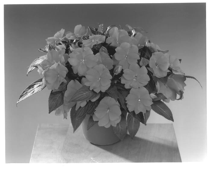 Figure 1 of US plant patent PP13707, the photograph of Fisimp 104 printed in the patent.