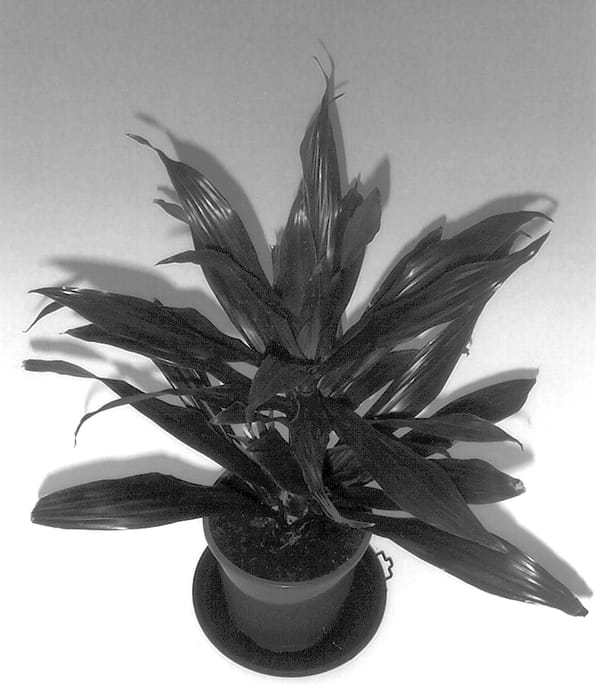Figure 1 of US plant patent PP13708, the photograph of 0103GJ printed in the patent.