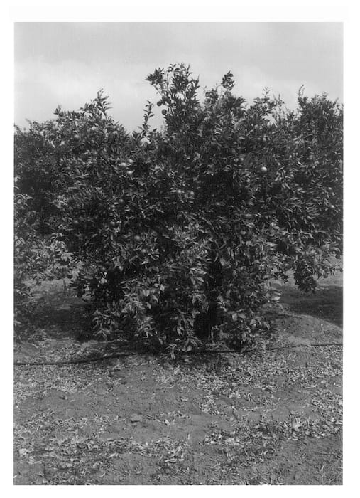 Figure 1 of US plant patent PP13709, the photograph of Tami printed in the patent.