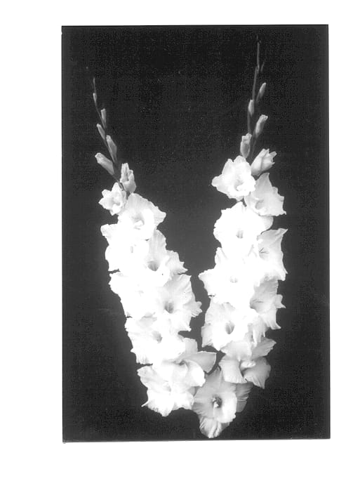 Figure 1 of US plant patent PP13710, the photograph of Tushar Mauli printed in the patent.