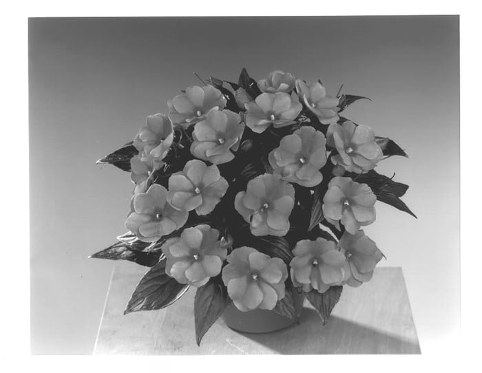Figure 1 of US plant patent PP13711, the photograph of Fisimp 149 printed in the patent.