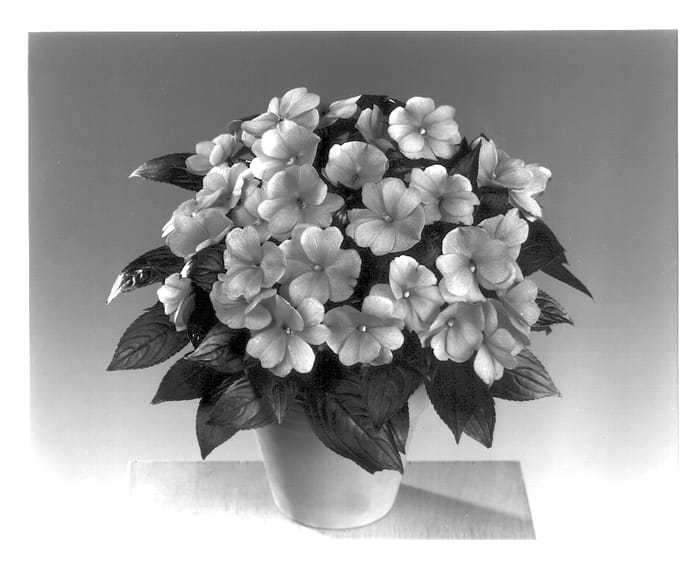 Figure 1 of US plant patent PP13712, the photograph of Fisimp 535 printed in the patent.