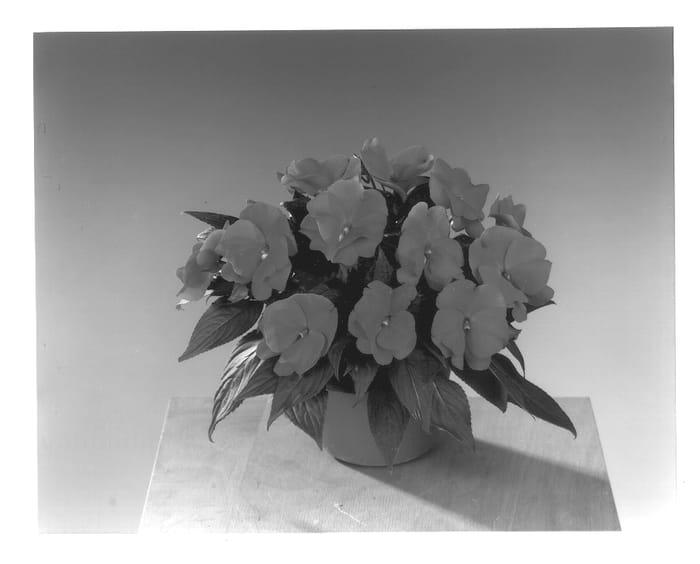 Figure 1 of US plant patent PP13713, the photograph of Fisimp 144 printed in the patent.