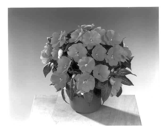 Figure 1 of US plant patent PP13714, the photograph of Fisimp 131 printed in the patent.