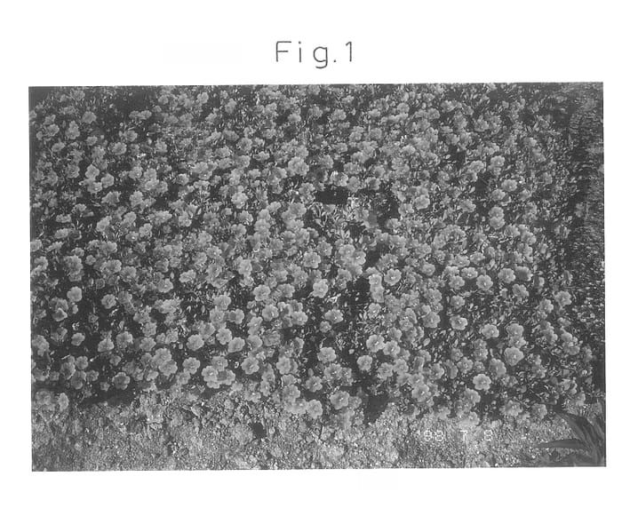 Figure 1 of US plant patent PP13715, the photograph of Sunbelkuopi printed in the patent.