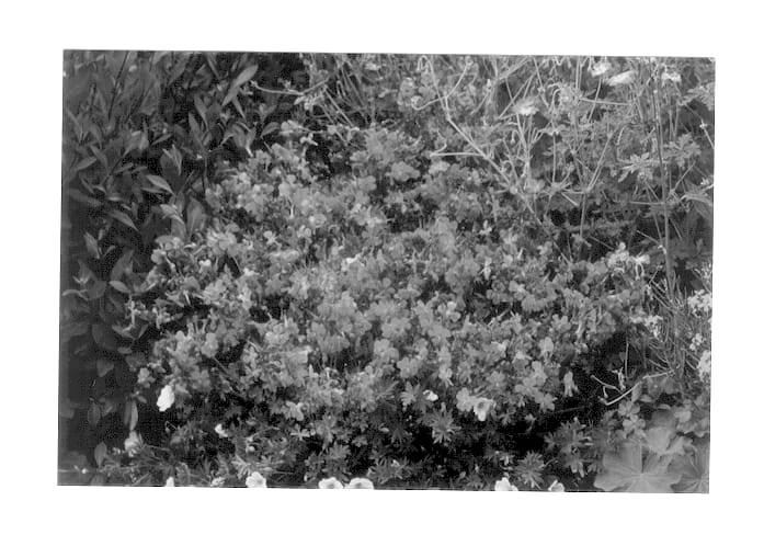 Figure 1 of US plant patent PP13716, the photograph of Westray printed in the patent.