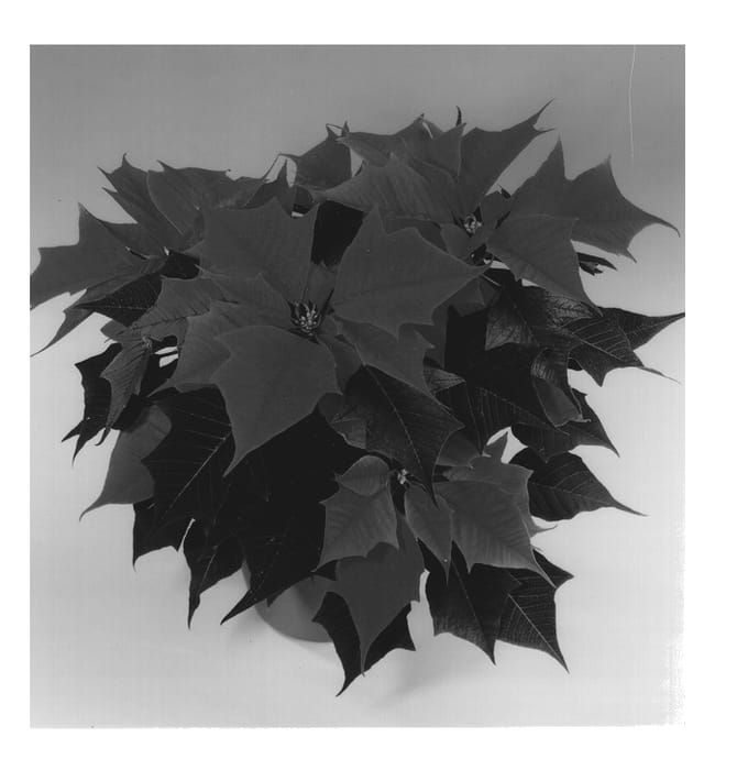 Figure 1 of US plant patent PP13717, the photograph of Fisson Beckpink printed in the patent.