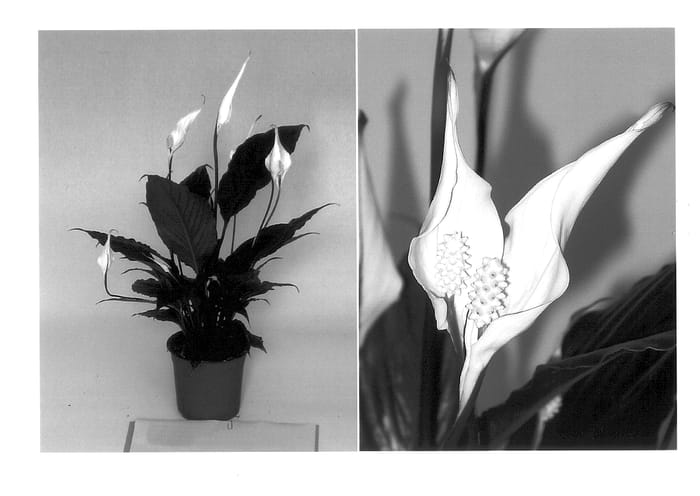 Figure 1 of US plant patent PP13718, the photograph of 54905 printed in the patent.