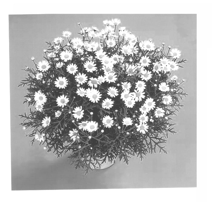 Figure 1 of US plant patent PP13719, the photograph of Danarnep printed in the patent.