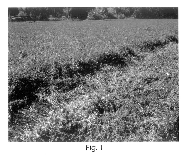 Figure 1 of US plant patent PP13720, the photograph of Aquamint printed in the patent.