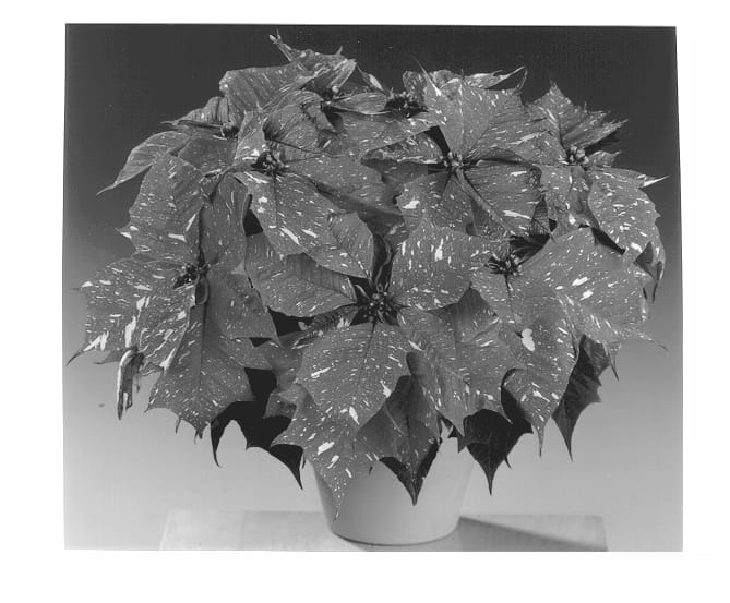 Figure 1 of US plant patent PP13721, the photograph of Fisson Jinglit printed in the patent.