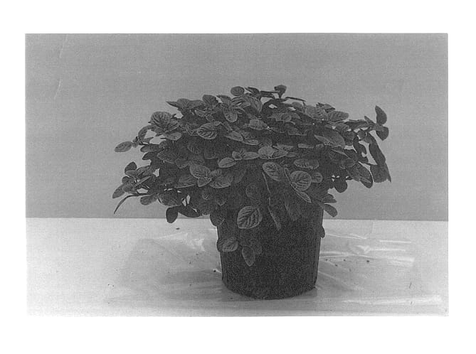 Figure 1 of US plant patent PP13722, the photograph of Nico printed in the patent.