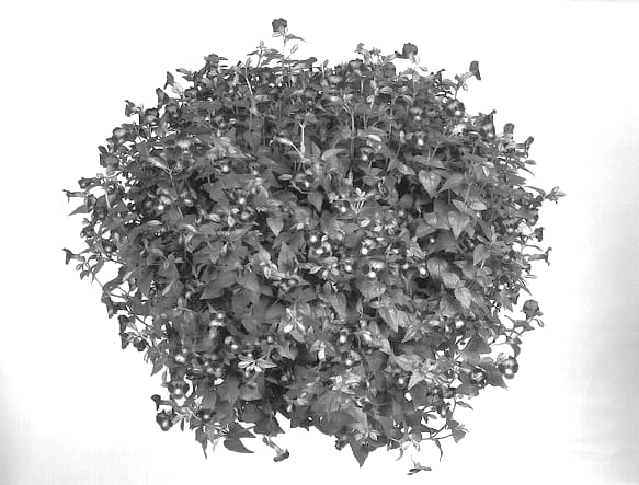Figure 1 of US plant patent PP13723, the photograph of Dantopur printed in the patent.