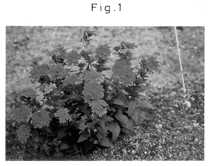 Figure 1 of US plant patent PP13724, the photograph of Sunvivaro printed in the patent.