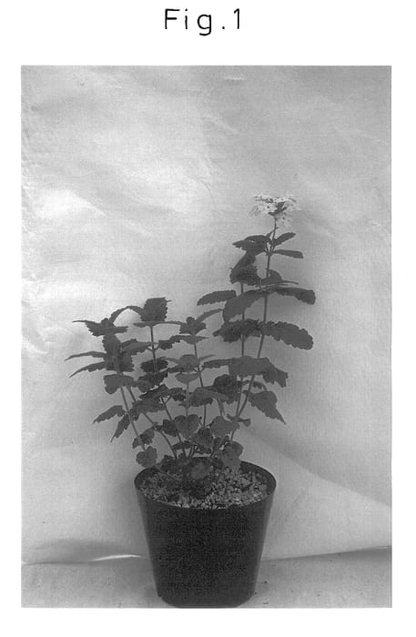Figure 1 of US plant patent PP13725, the photograph of Sunvivabura printed in the patent.