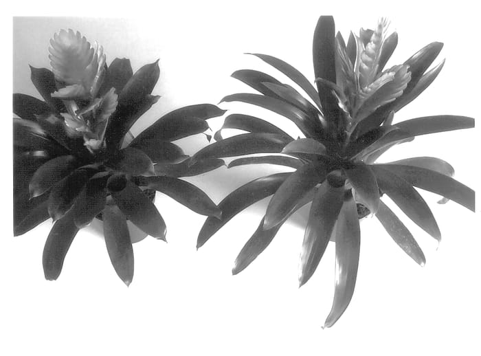 Figure 1 of US plant patent PP13726, the photograph of Deplarly printed in the patent.