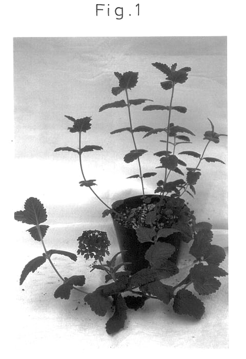Figure 1 of US plant patent PP13727, the photograph of Sunvivabupa printed in the patent.