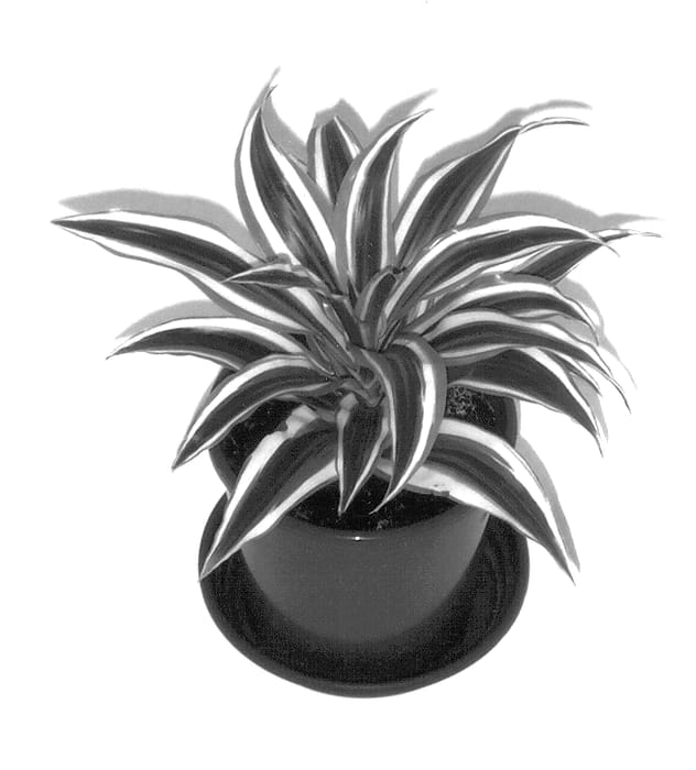 Figure 1 of US plant patent PP13728, the photograph of 0101WS printed in the patent.