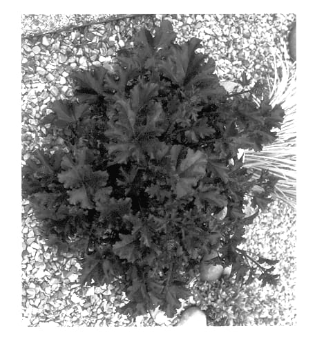 Figure 1 of US plant patent PP13729, the photograph of Crimson Curls printed in the patent.