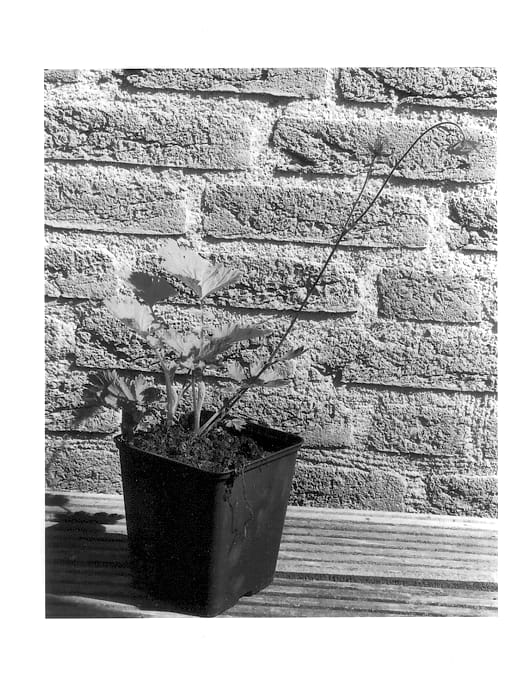 Figure 1 of US plant patent PP13730, the photograph of Flames of Passion printed in the patent.