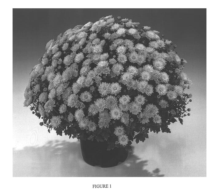 Figure 1 of US plant patent PP13731, the photograph of GEDI ONE SAP printed in the patent.