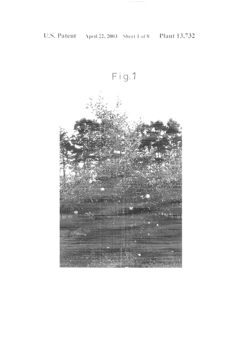 Figure 5 of US plant patent PP13732, the photograph of Kitaro printed in the patent.