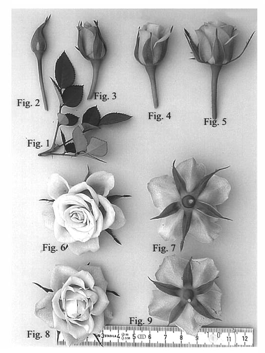 Figure 1 of US plant patent PP13733, the photograph of KORbefosa printed in the patent.