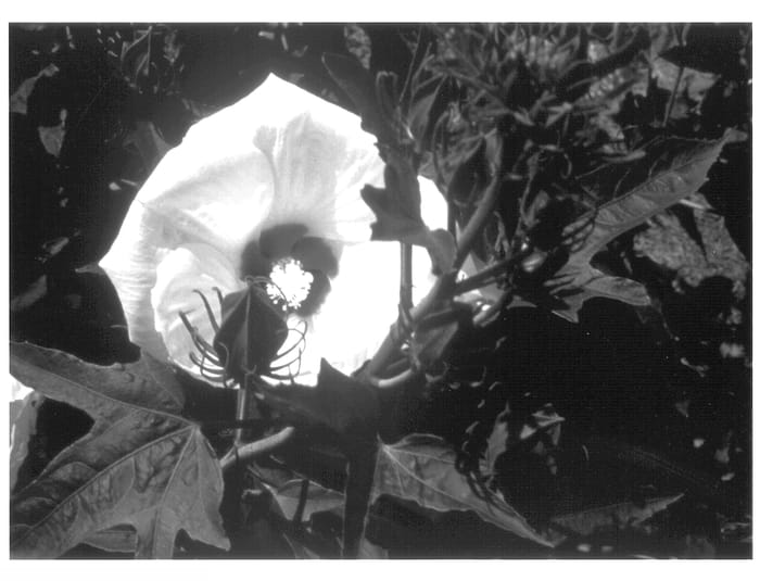Figure 1 of US plant patent PP13734, the photograph of Angelique printed in the patent.