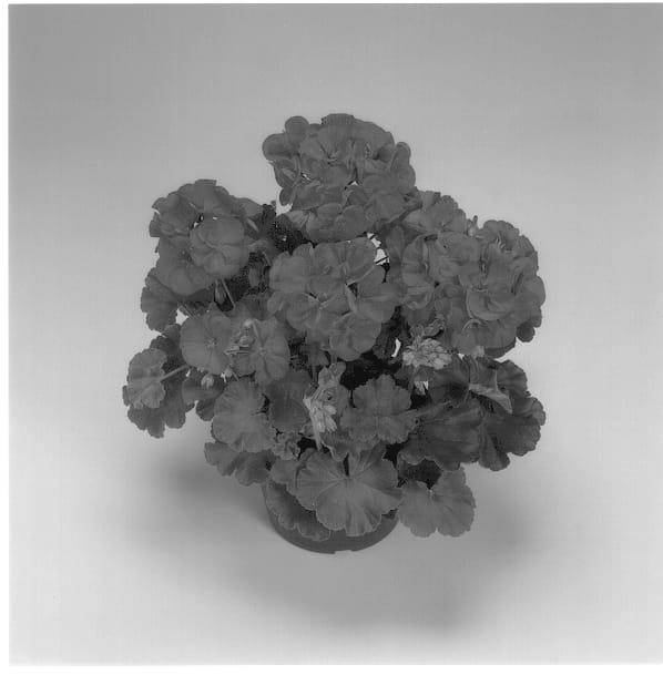 Figure 1 of US plant patent PP13735, the photograph of Patriot Cranberry Red printed in the patent.