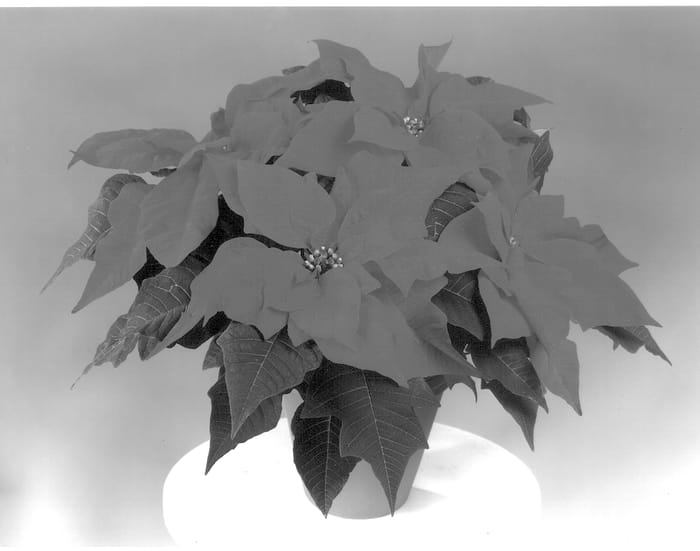 Figure 1 of US plant patent PP13736, the photograph of Fiselfi printed in the patent.