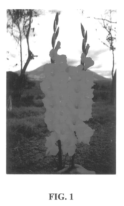Figure 1 of US plant patent PP13737, the photograph of Rosiebee Red printed in the patent.