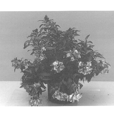 Figure 1 of US plant patent PP13738, the photograph of Balumbreo printed in the patent.