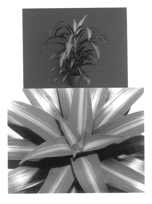 Figure 1 of US plant patent PP13739, the photograph of Hawaiian Sunshine printed in the patent.
