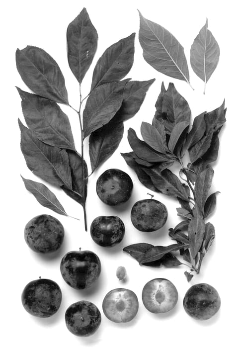 Figure 1 of US plant patent PP13740, the photograph of Danae printed in the patent.