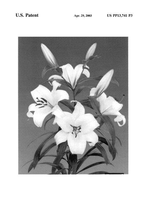 Figure 3 of US plant patent PP13741, the photograph of Futura printed in the patent.