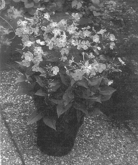Figure 1 of US plant patent PP13742, the photograph of Little Princess printed in the patent.